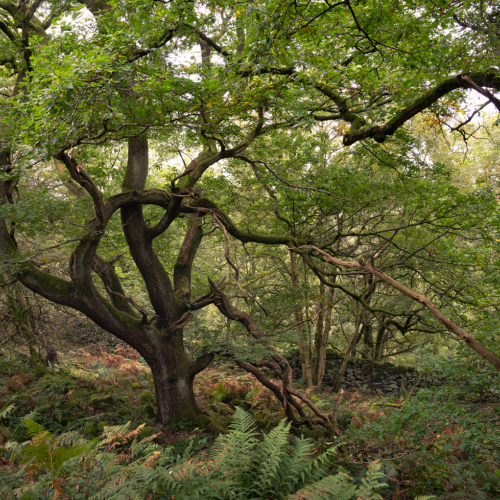  DSC4726 Bee Wood Under Curbar.SH  2